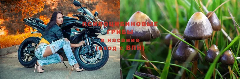 купить наркотик  Воскресенск  Псилоцибиновые грибы Psilocybe 